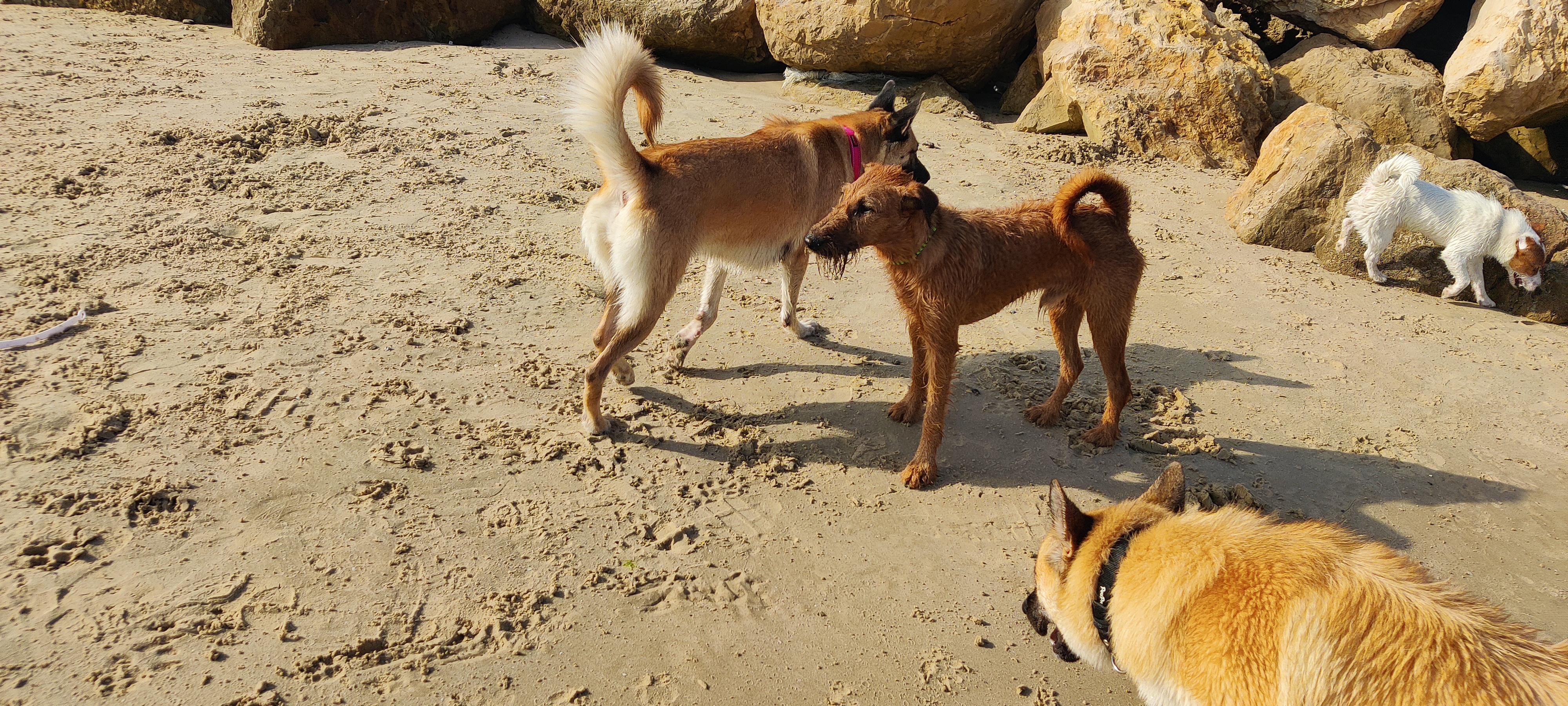 כלבים בחוף – תרגול שליטה לצד חופש