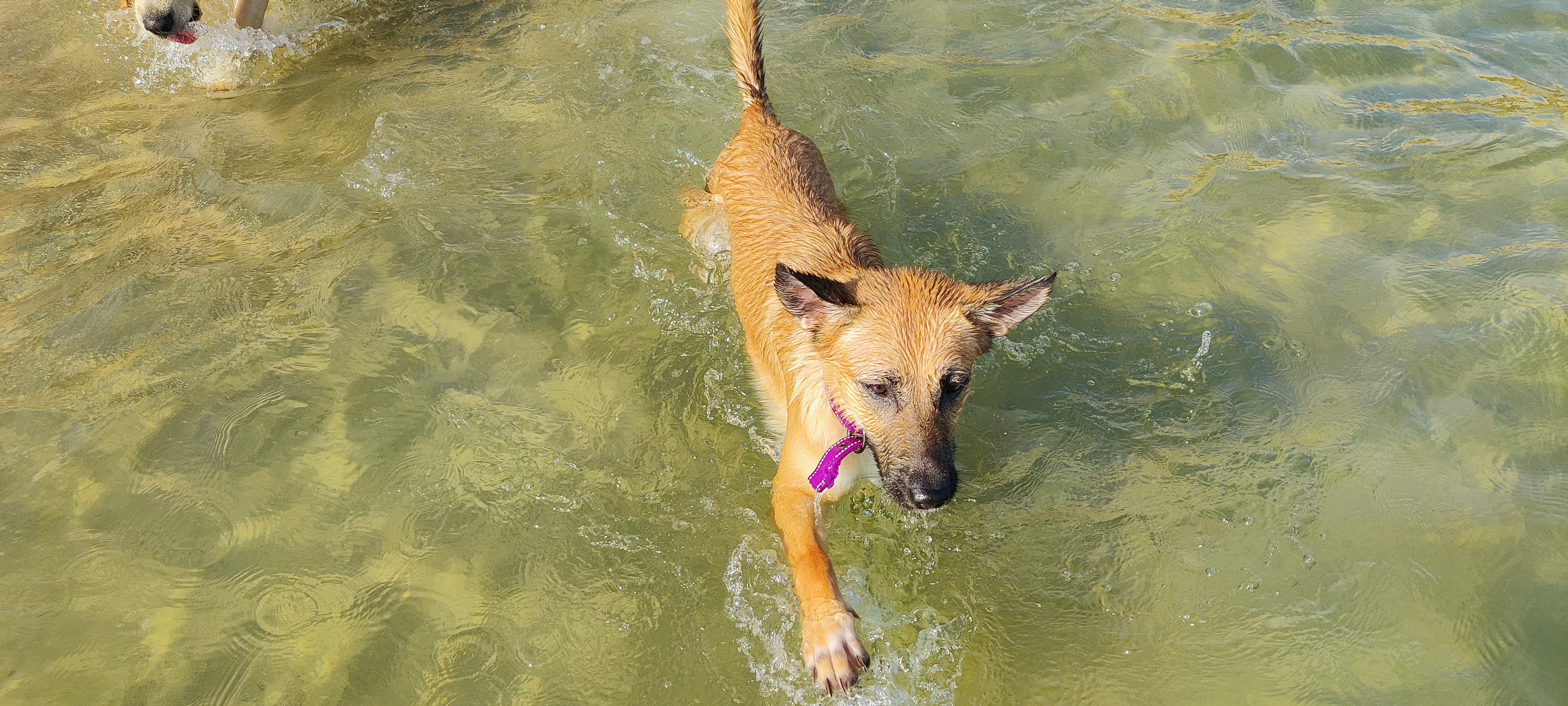 נובה במים – חשיפה הדרגתית לגירויים